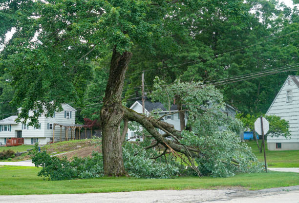 How Our Tree Care Process Works  in  Sheffield, OH